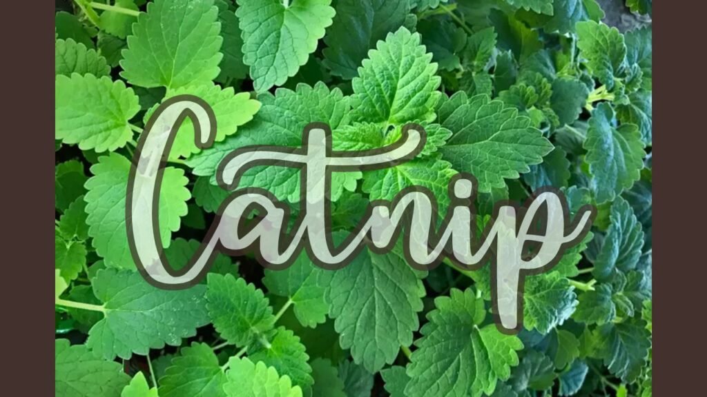 Catnip plant