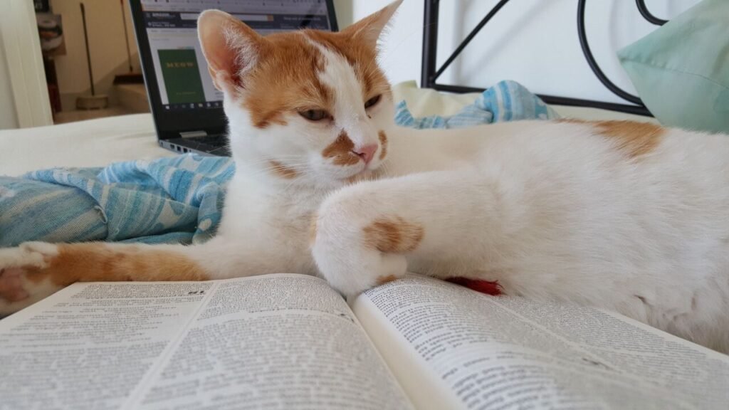 Cat Spotty reading The Bible